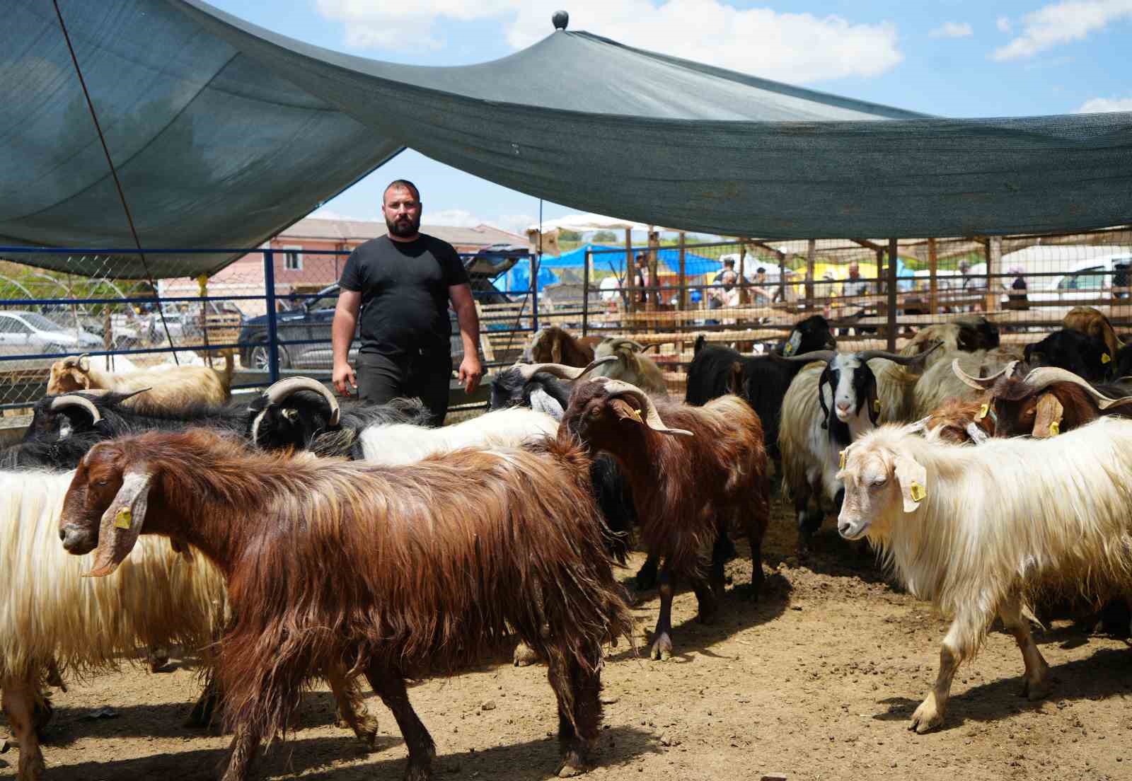 Kurbanlıklar alıcı buldu, yetiştirici bayrama mutlu girdi: "Dedikleri fiyata verdik, milleti kurbansız göndermedik" 5 kurbanliklar alici buldu yetistirici bayrama mutlu girdi dedikleri fiyata verdik milleti kurbansiz gondermedik 1 8TH2LU8q