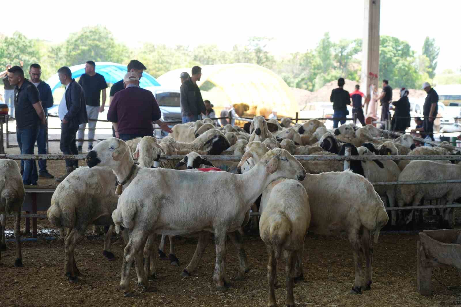 Kurbanlıklar alıcı buldu, yetiştirici bayrama mutlu girdi: "Dedikleri fiyata verdik, milleti kurbansız göndermedik" 9 kurbanliklar alici buldu yetistirici bayrama mutlu girdi dedikleri fiyata verdik milleti kurbansiz gondermedik 5 rLWA66NP