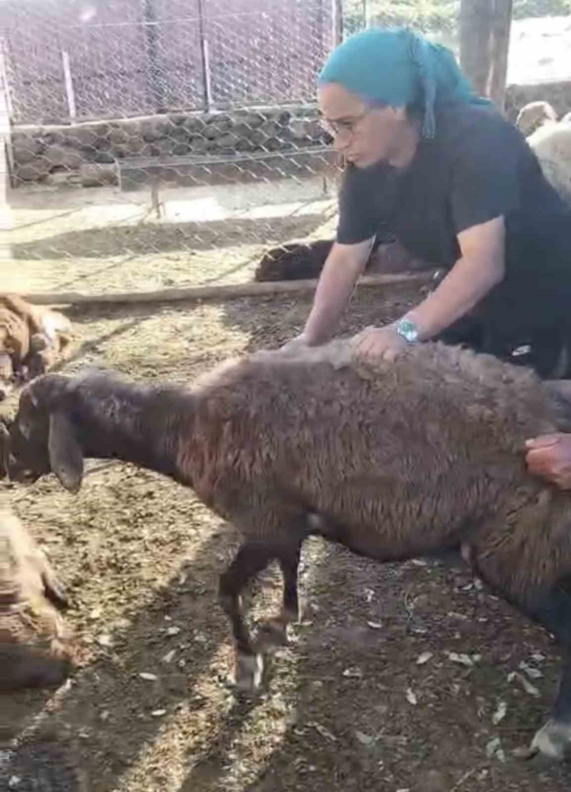 kurt agila girdi 8 koyun telef oldu 8i kayip 0 cRiYSHOd