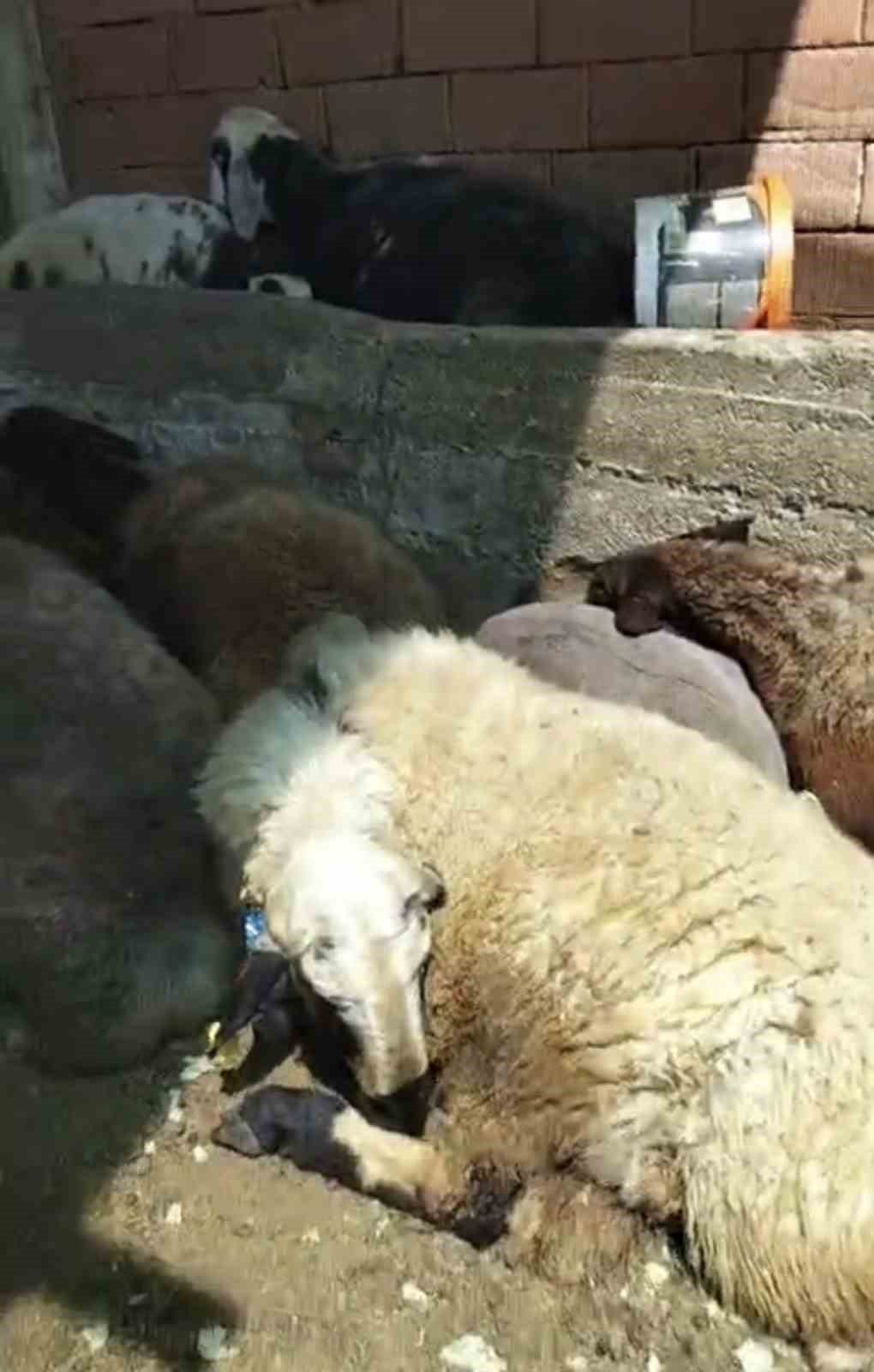 kurt agila girdi 8 koyun telef oldu 8i kayip 1