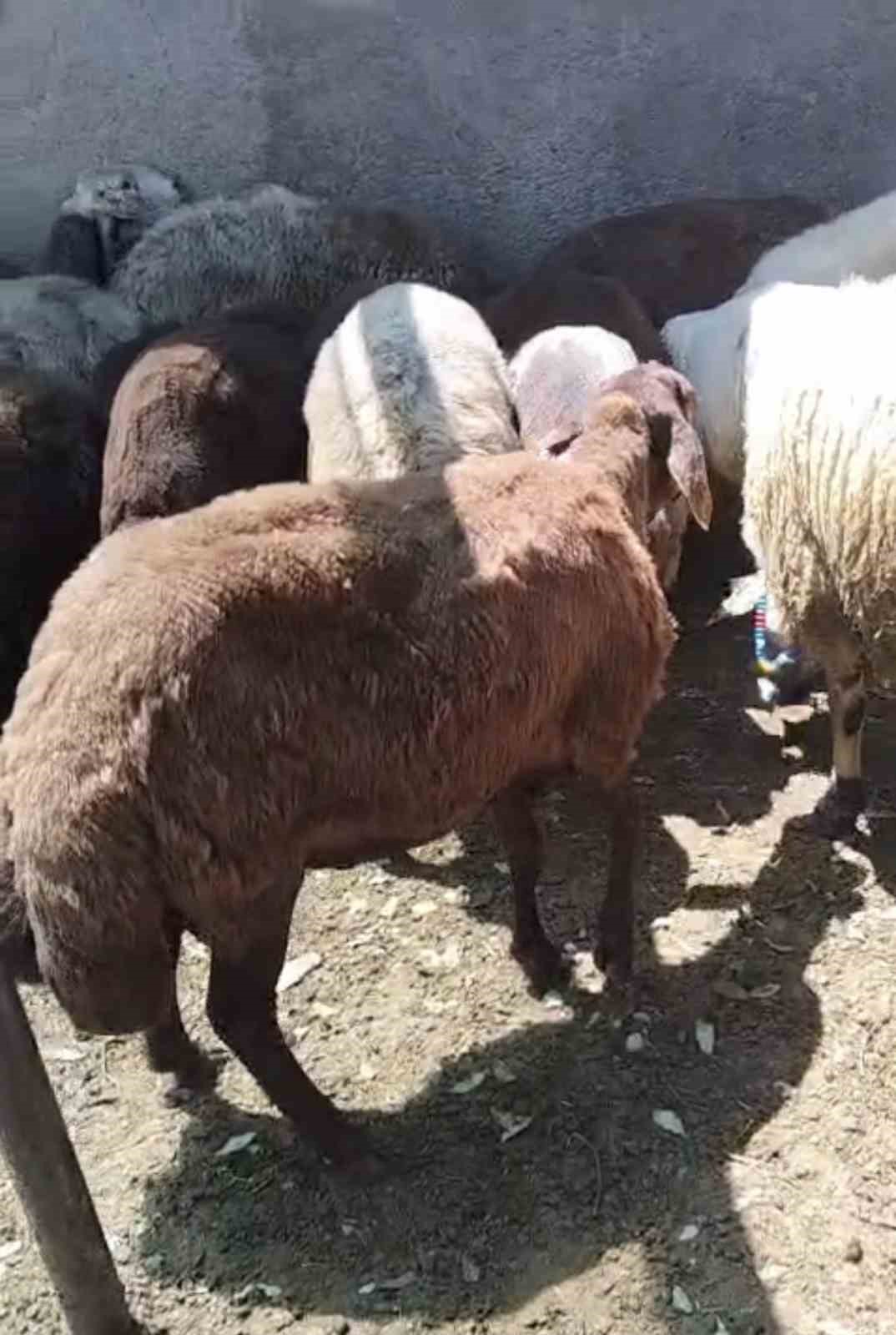 kurt agila girdi 8 koyun telef oldu 8i kayip 2 tqrPSl9m
