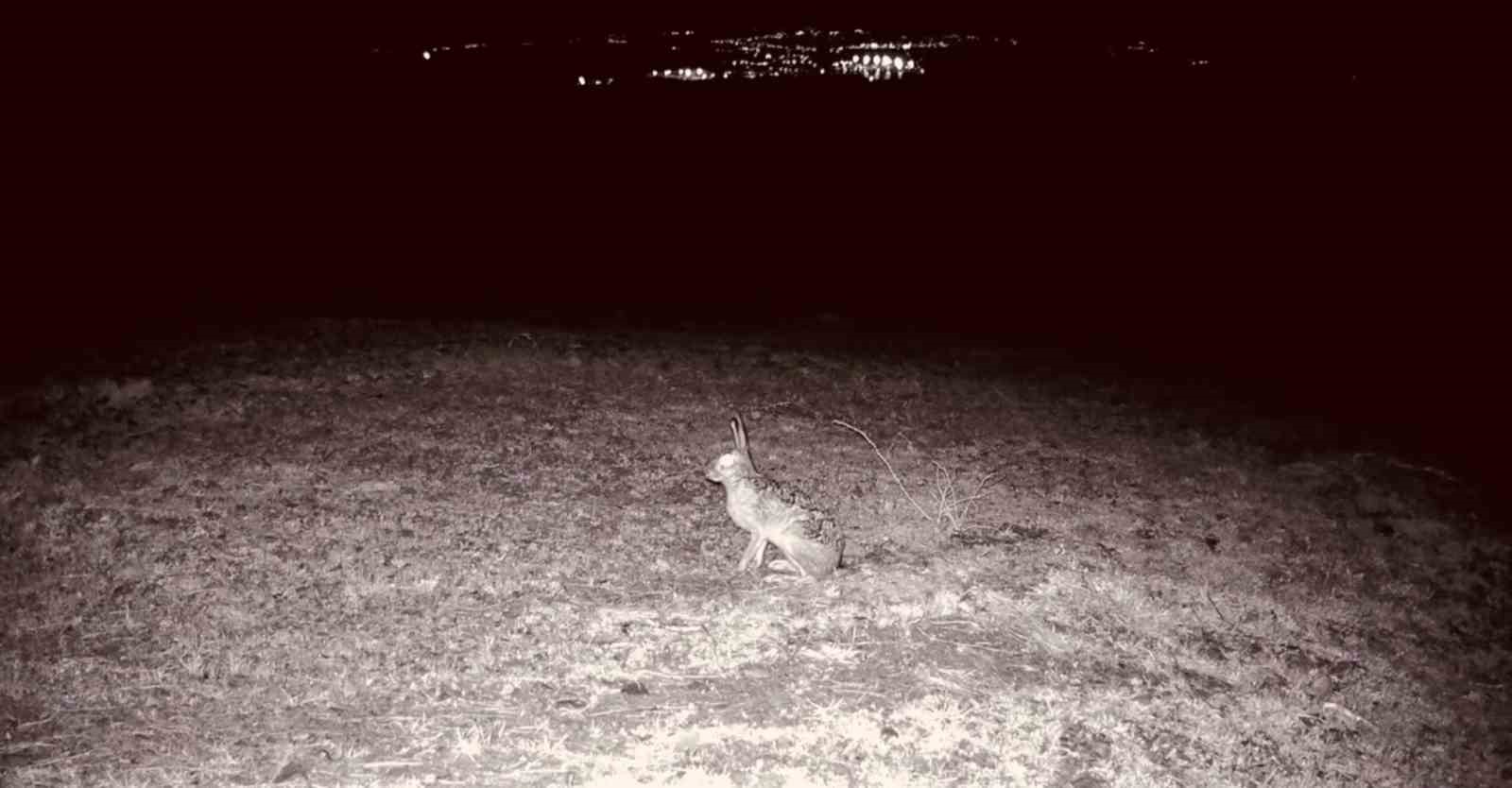kurt cakal karaca ne ararsan var yaban kedisi bile var 2 1DfUTJCy