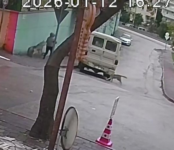 Kurt köpeklerinin saldırı anı kamerada: Küçük köpeği bulunan kadını yere düşürdüler 5 kurt kopeklerinin saldiri ani kamerada kucuk kopegi bulunan kadini yere dusurduler 1