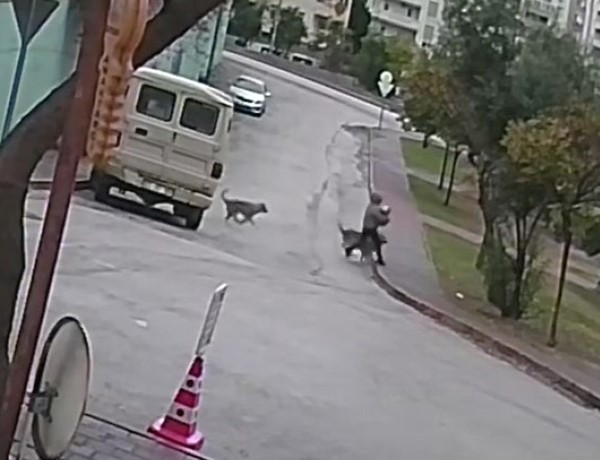 Kurt köpeklerinin saldırı anı kamerada: Küçük köpeği bulunan kadını yere düşürdüler 6 kurt kopeklerinin saldiri ani kamerada kucuk kopegi bulunan kadini yere dusurduler 2 HLVrATlt