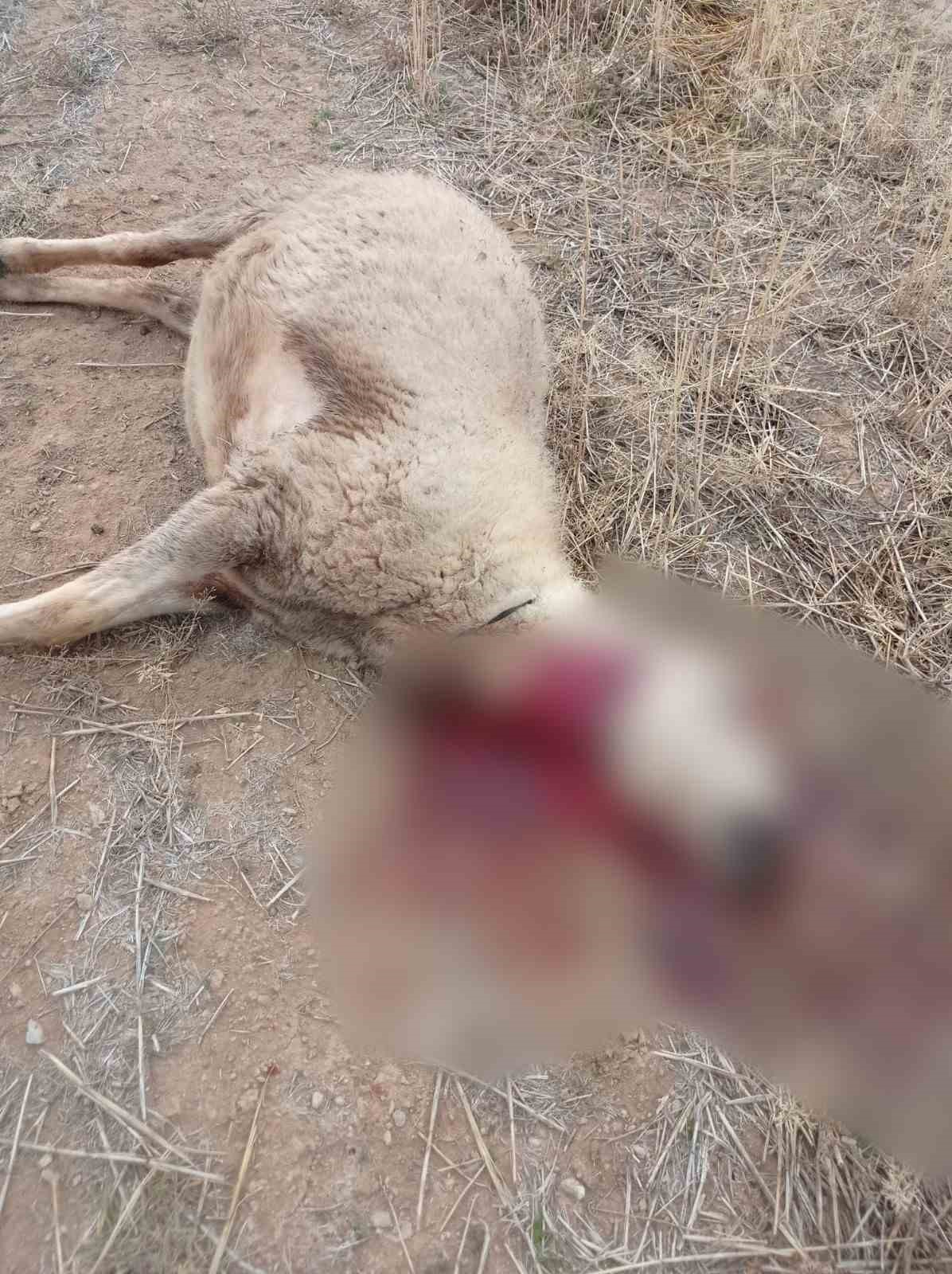 Kurt sürüsünün saldırdığı 30 küçükbaş hayvan ile 1 köpek telef oldu 6 kurt surusunun saldirdigi 30 kucukbas hayvan ile 1 kopek telef oldu 2 44A6h4hY