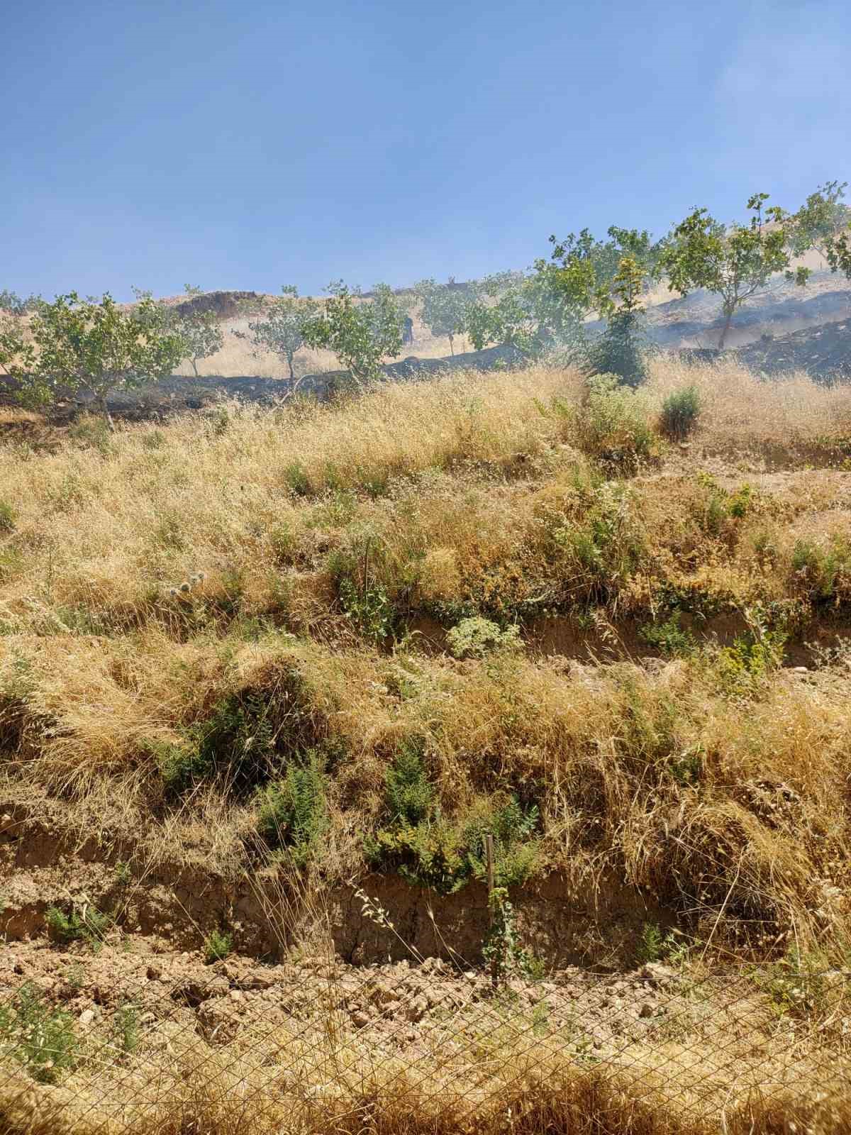 Kurtalan’da fıstık bahçesinde çıkan yangında 95 ağaç kül oldu 4 kurtalanda fistik bahcesinde cikan yanginda 95 agac kul oldu 0 EgW3hgpu