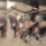 kurtlar-agila-girdi-14-koyun-telef-oldu-30-hayvan-kayboldu-n6ZIUs3N.jpg