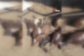 kurtlar-agila-girdi-14-koyun-telef-oldu-30-hayvan-kayboldu-n6ZIUs3N.jpg