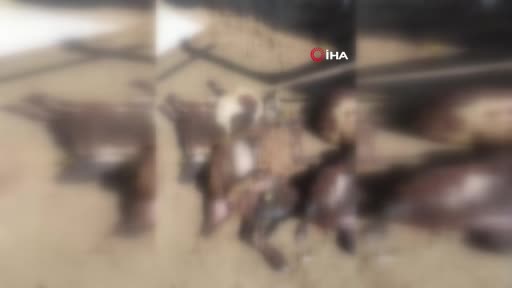 kurtlar-agila-girdi-14-koyun-telef-oldu-30-hayvan-kayboldu-n6ZIUs3N.jpg