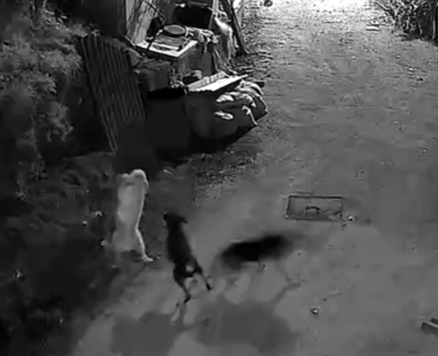 kurtlar indikleri koyde kopegi bogdu 0