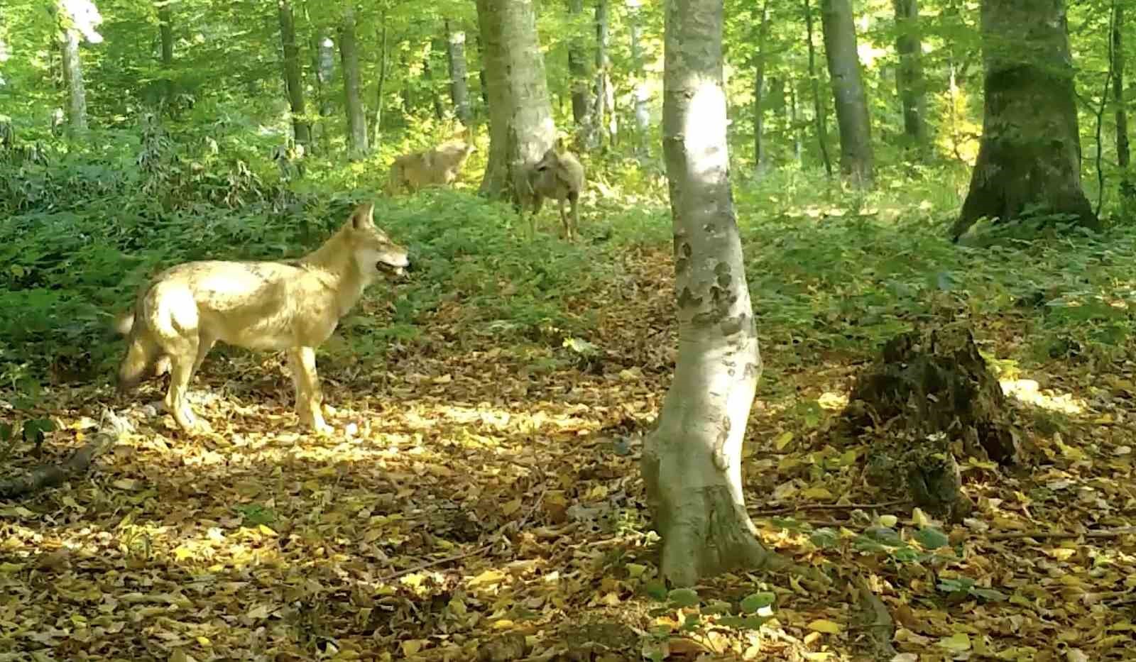 kurtlar konseyi uludagda toplandi 0 cEszRsC1