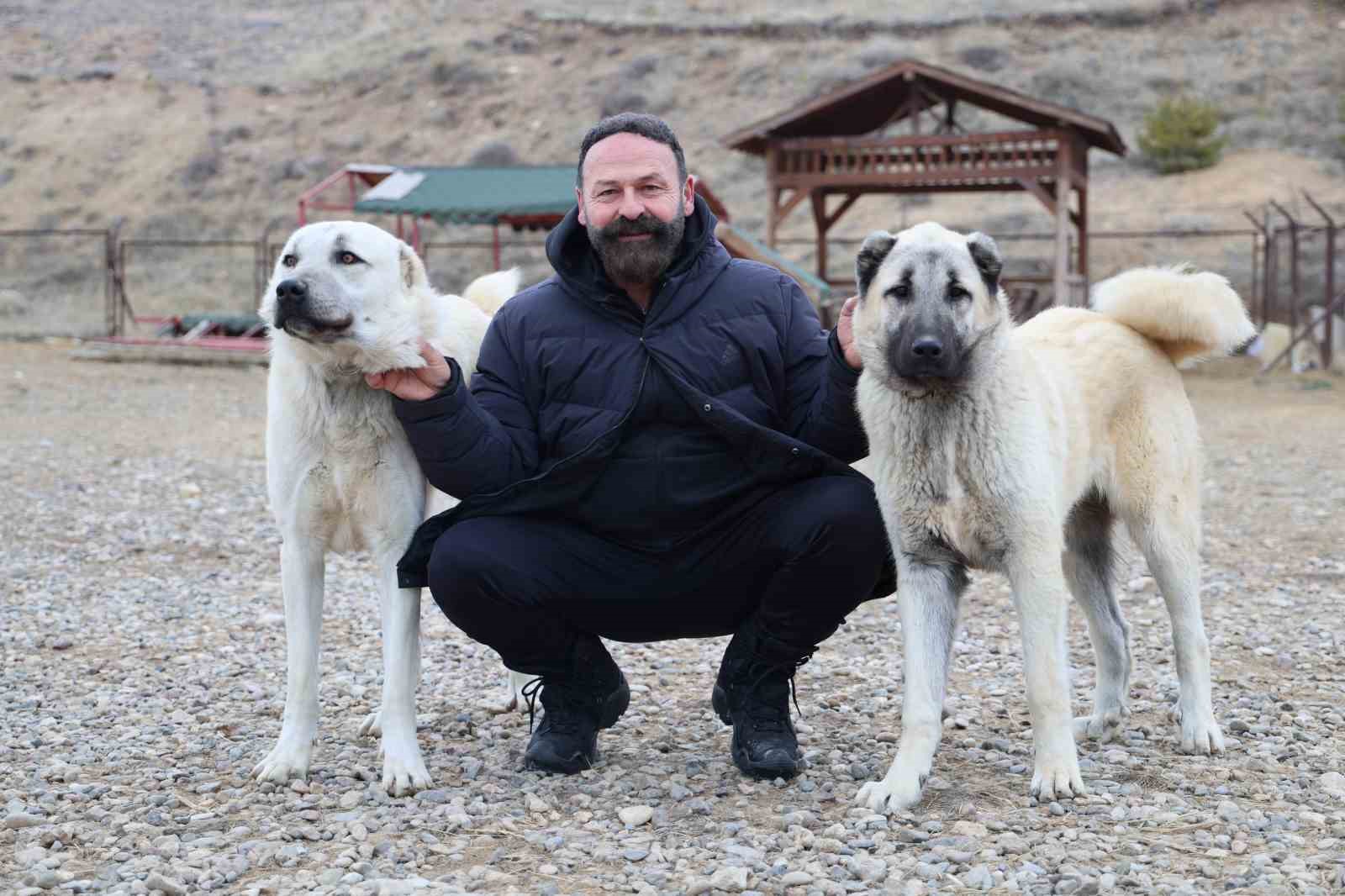 kurtlar yerlesim yerlerine dadandi uzmani care olarak kangallari gosterdi 1 CGKIRwFH