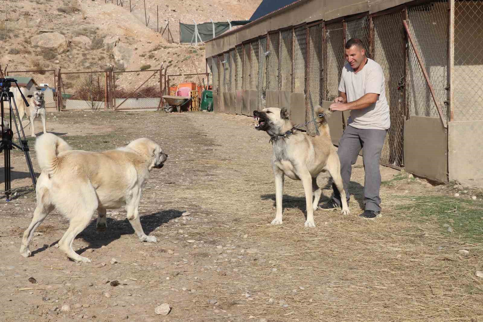 kurtlar yerlesim yerlerine dadandi uzmani doga insani uyariyor dedi 3 z322qHCG