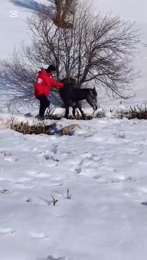 kurtlarin saldirisina ugrayan ve dagda mahsur kalan at kurtarildi 1 caZDLlt7