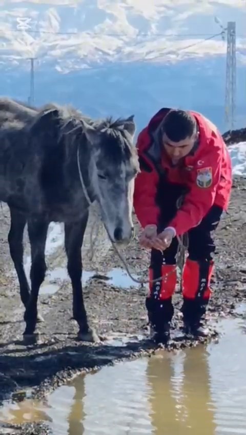 kurtlarin saldirisina ugrayan ve dagda mahsur kalan at kurtarildi 2 F2cCiw35