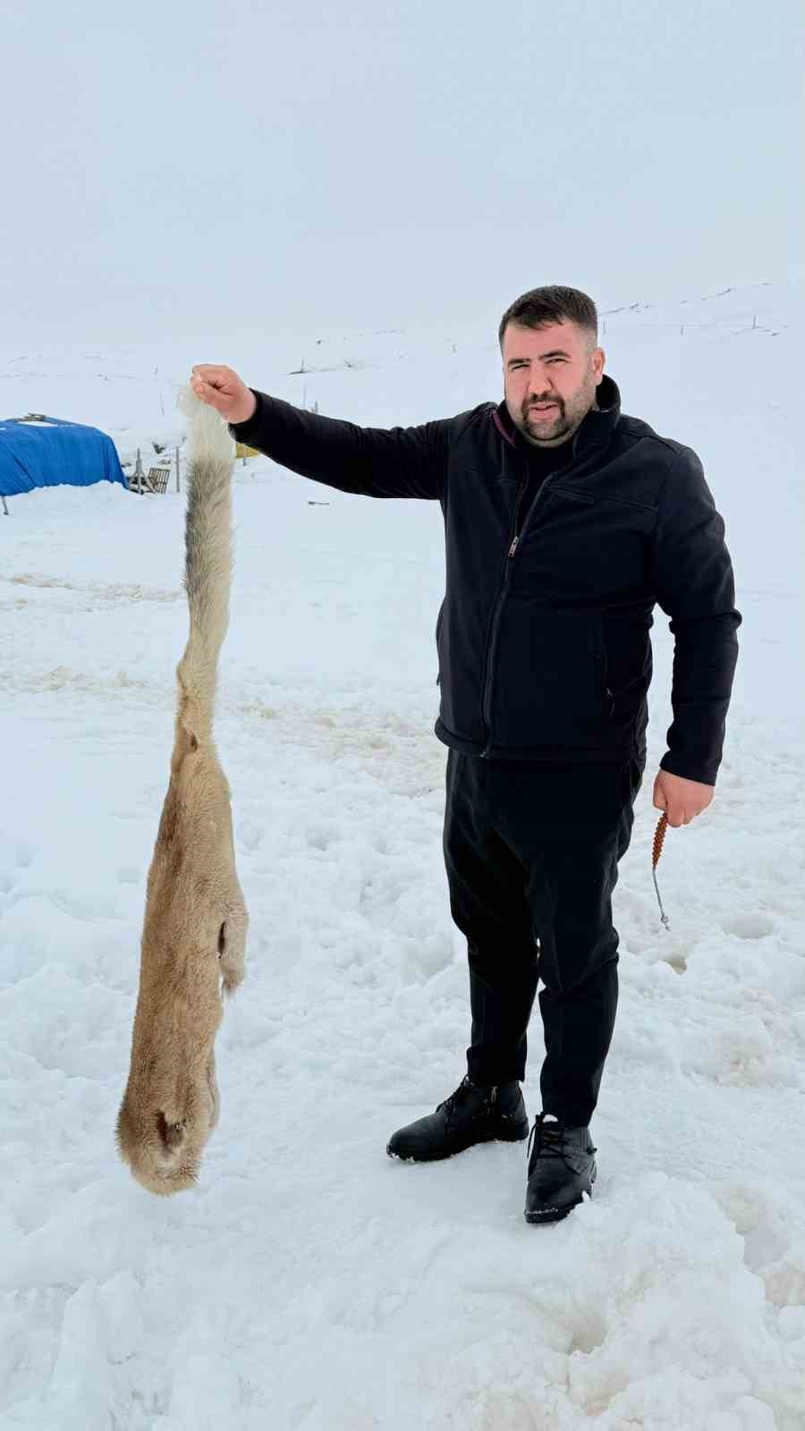 kurtlarla dovusen kopekten geriye postu kaldi 2