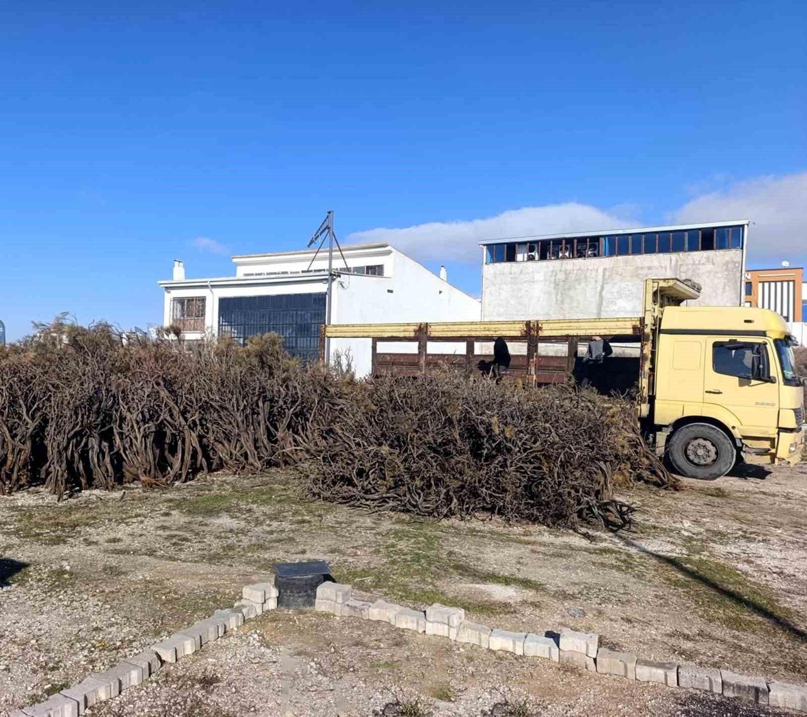 kuru geven koylunun gelir kaynagi oldu 1 BJ7NLHai