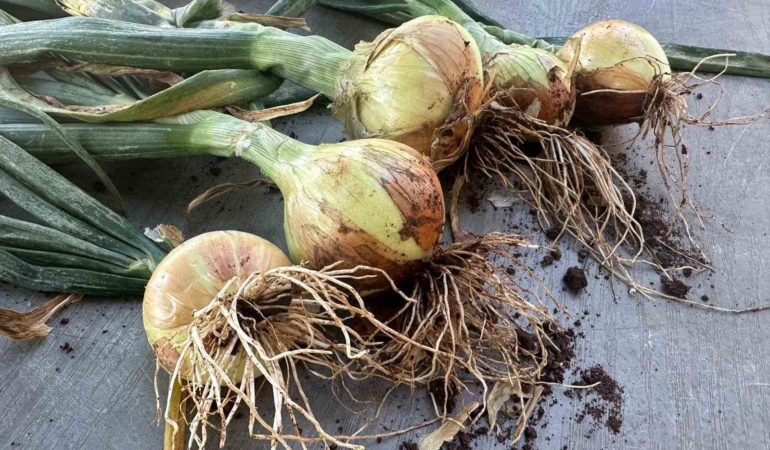 kuru-sogan-ciftcinin-yuzunu-guldurdu-hWxpXKlL.jpg