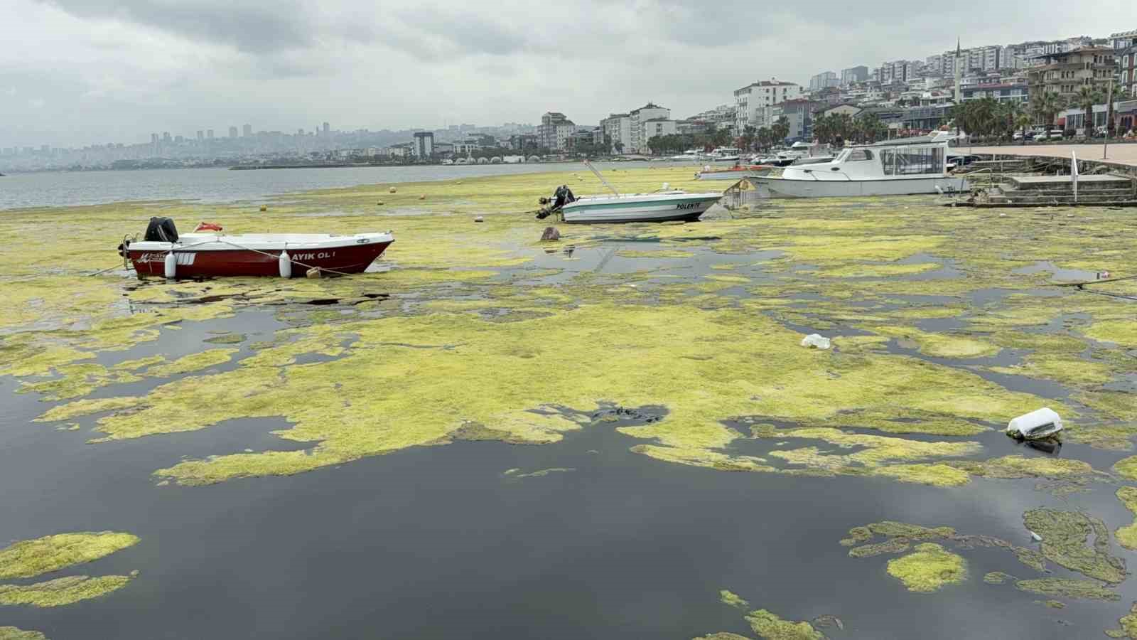 kurupelit marinadaki deniz marulu sorununa nester 345 bin metrekup dip camuru temizlenecek 0 MCLkMfsN