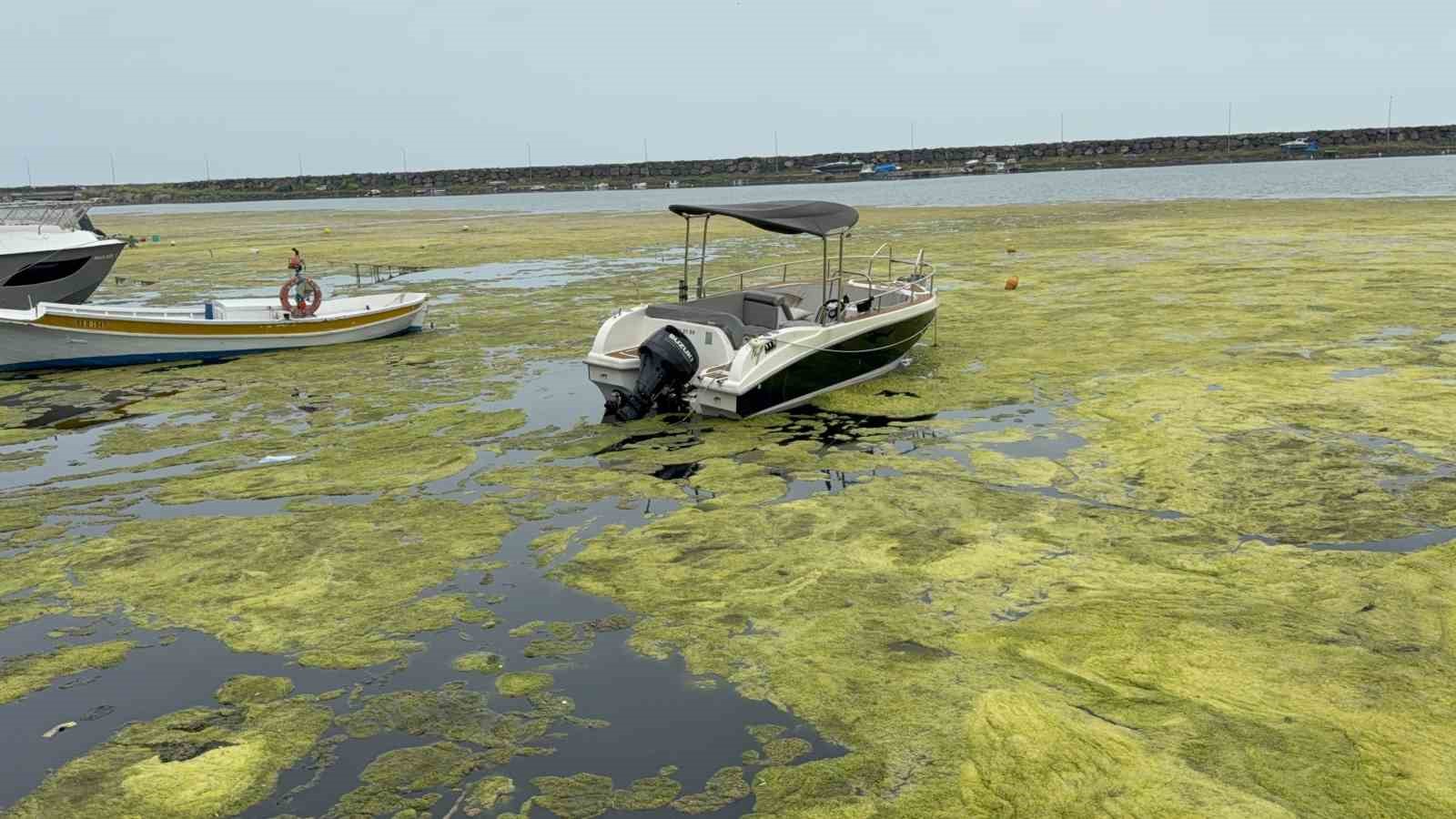 kurupelit marinadaki deniz marulu sorununa nester 345 bin metrekup dip camuru temizlenecek 1 9XGUzVIR
