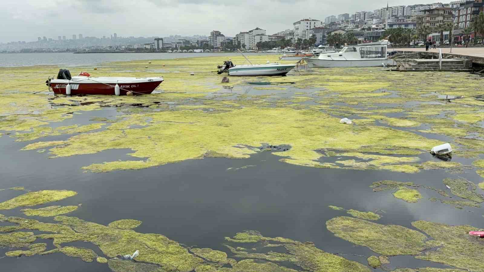 kurupelit marinadaki deniz marulu sorununa nester 345 bin metrekup dip camuru temizlenecek 3 OKYsKLWI