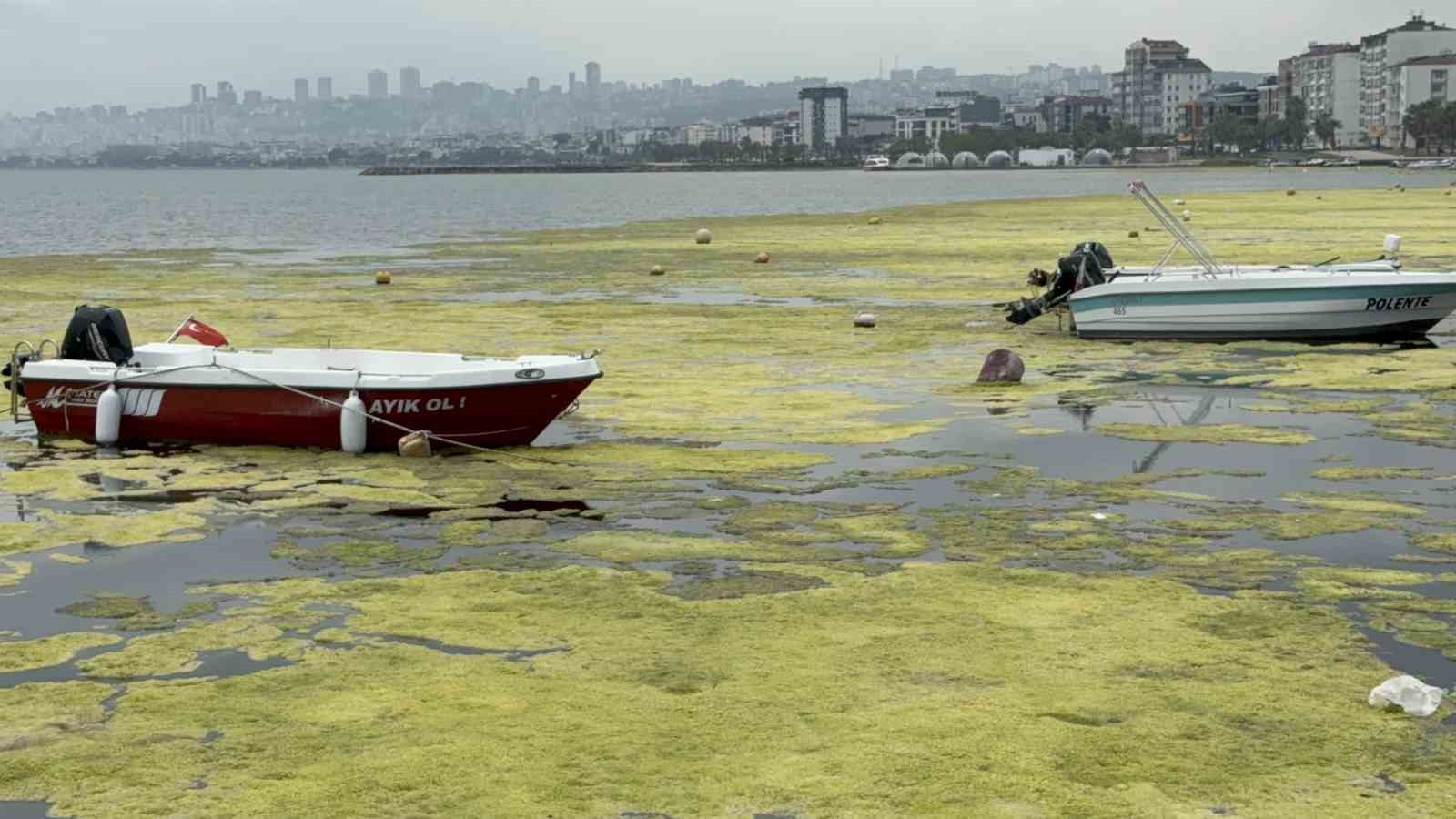 kurupelit marinadaki deniz marulu sorununa nester 345 bin metrekup dip camuru temizlenecek 5 XF5rcEqQ