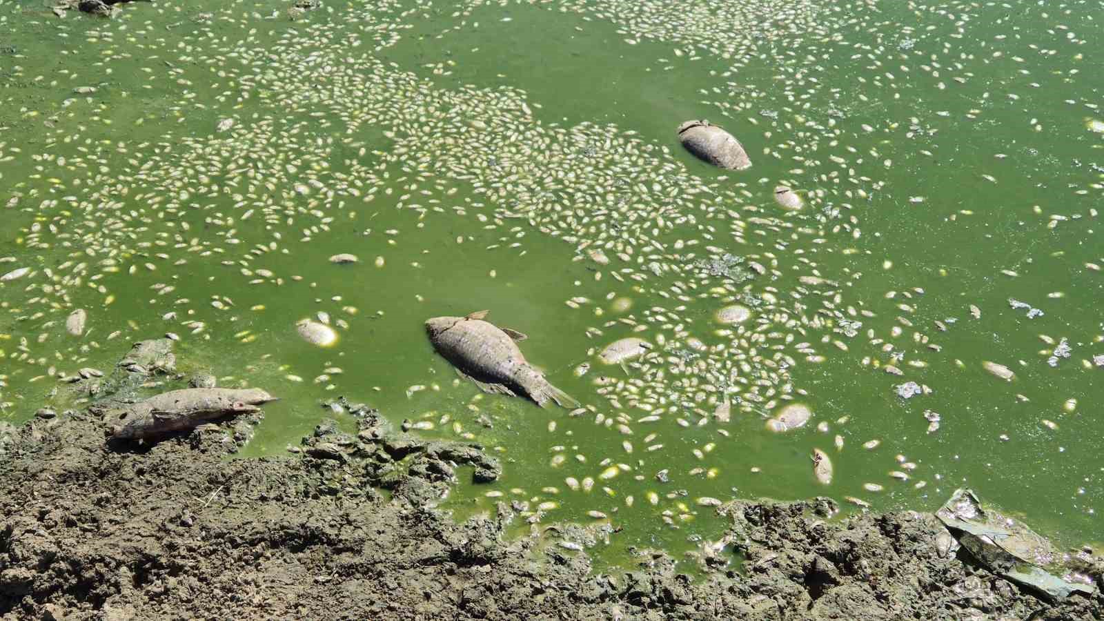 kuruyan golet yeniden canlandi catlayan topraklar suyla bulustu 2 mngfR8WN