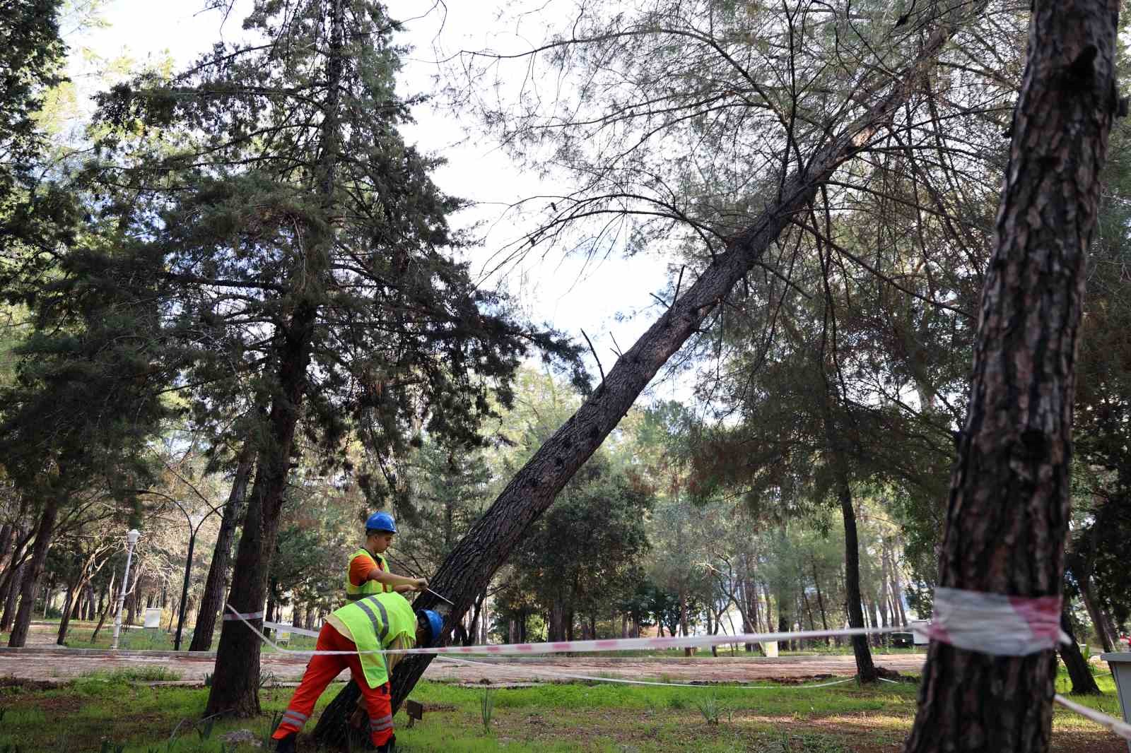 kuruyan risk olusturan ve devrilen agaclar tespit ediliyor 1 OarzEUZi