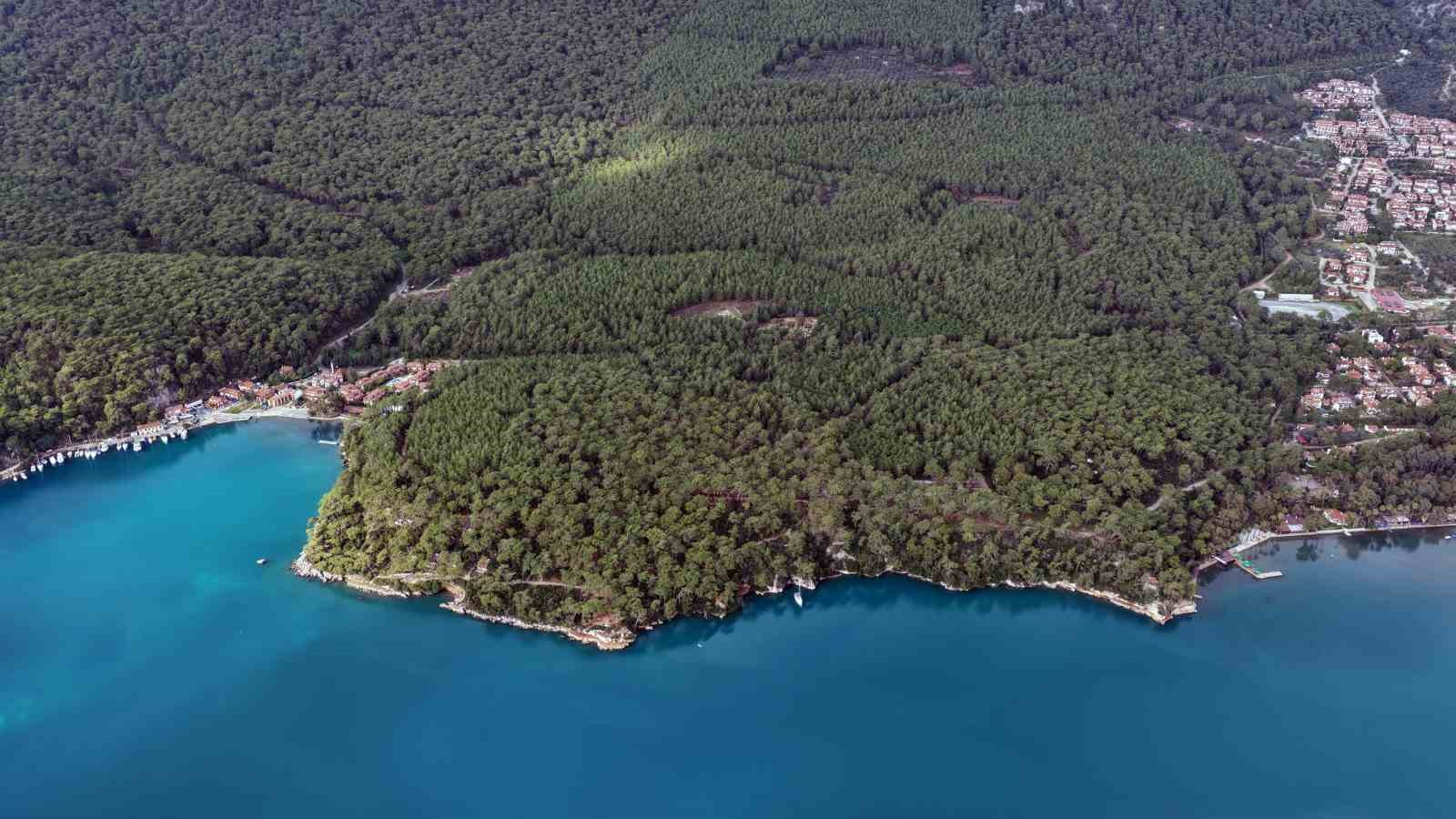 kuruyan risk olusturan ve devrilen agaclar tespit ediliyor 3 U3G9WR4n