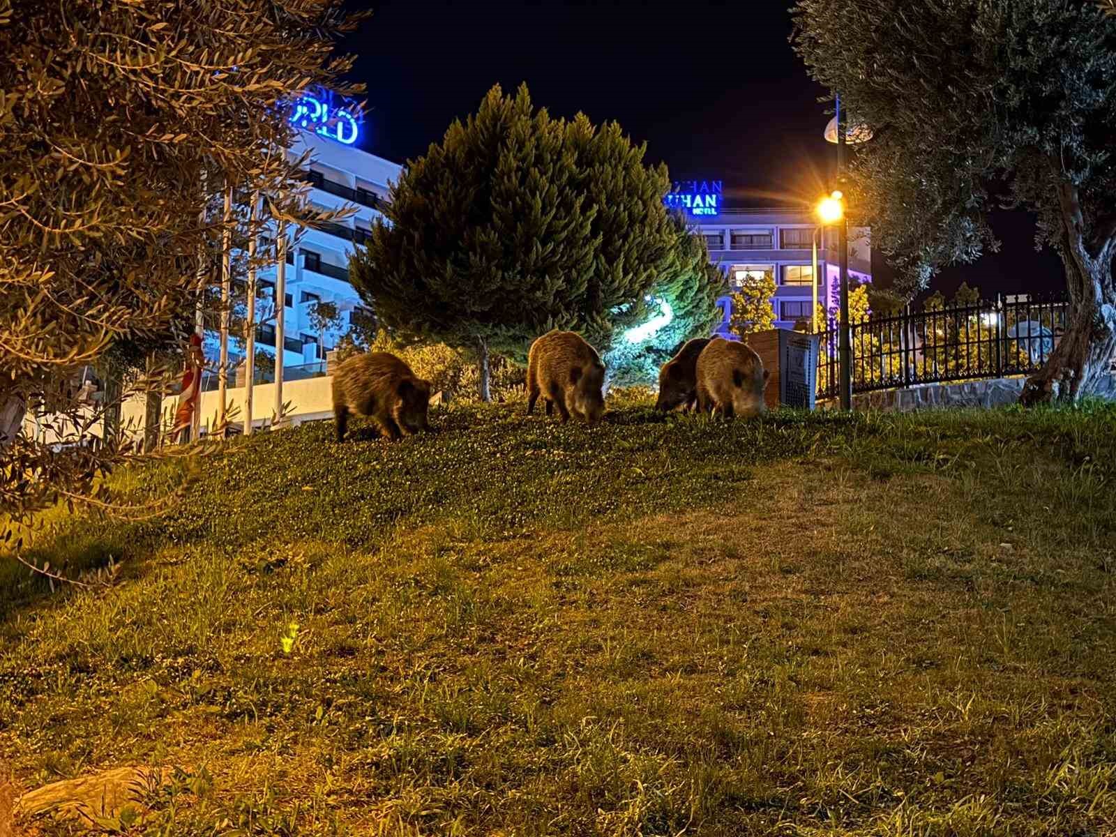 kusadasinda domuzlar sehri mesken tuttu 1 zTjN46Kv