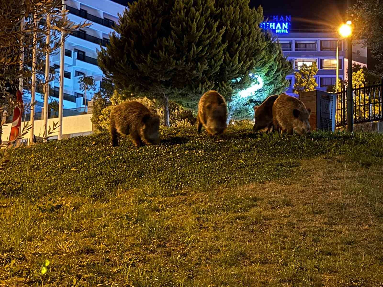 kusadasinda domuzlar sehri mesken tuttu 2 t36lamsR