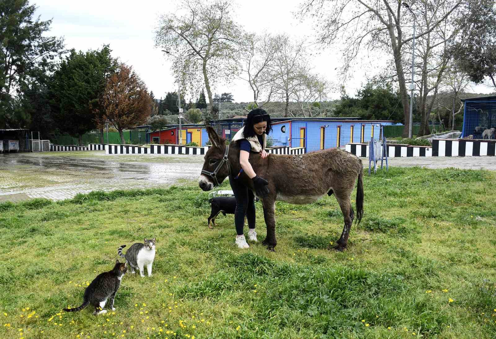 kusadasindan saplandigi camurdan kurtarilan esek koruma altina alindi 1