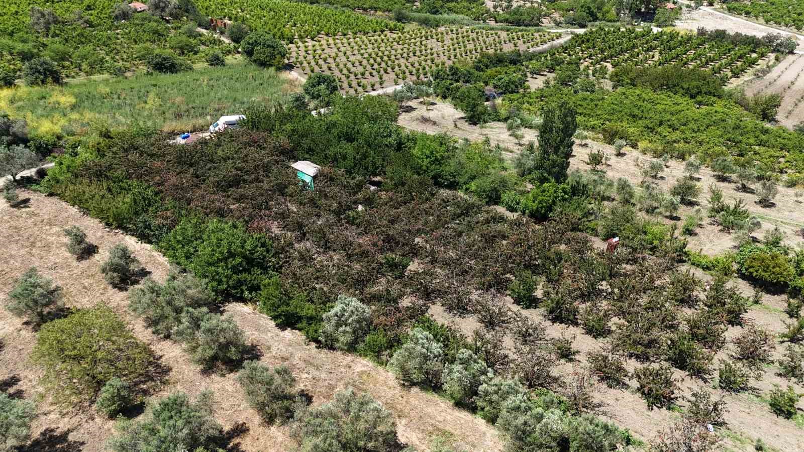 Küslere müjde, 1 hafta sonra kalpli kirazlar kalpleri tamir etmeye geliyor 10 kuslere mujde 1 hafta sonra kalpli kirazlar kalpleri tamir etmeye geliyor 6 QLcE6bEB