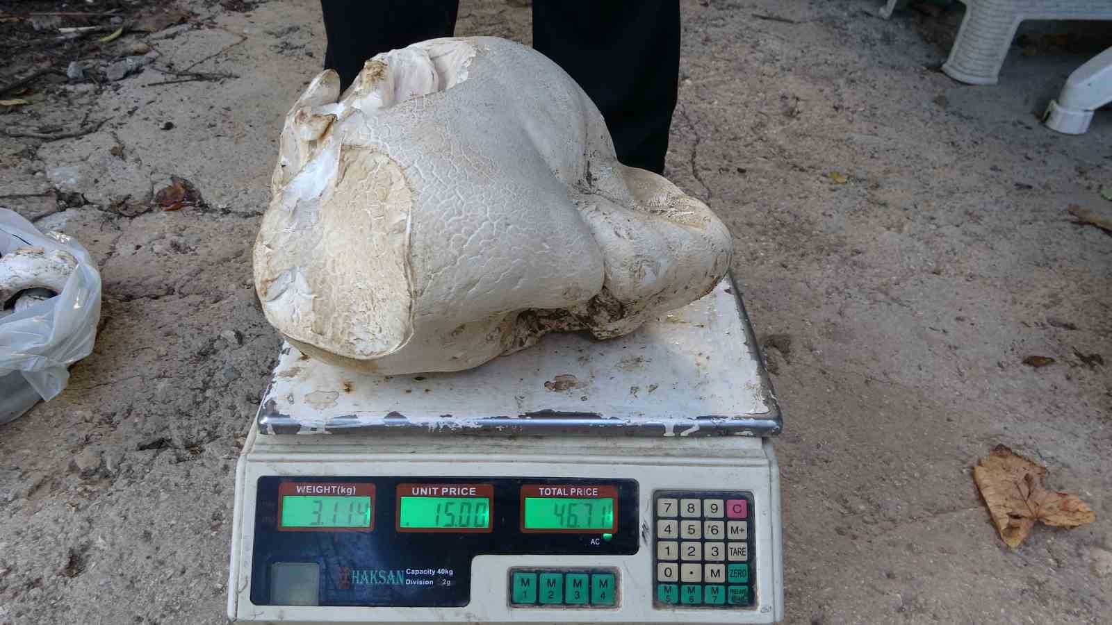 kutahyada 3 kilo dev mantar bulundu 1 yMIvlygj