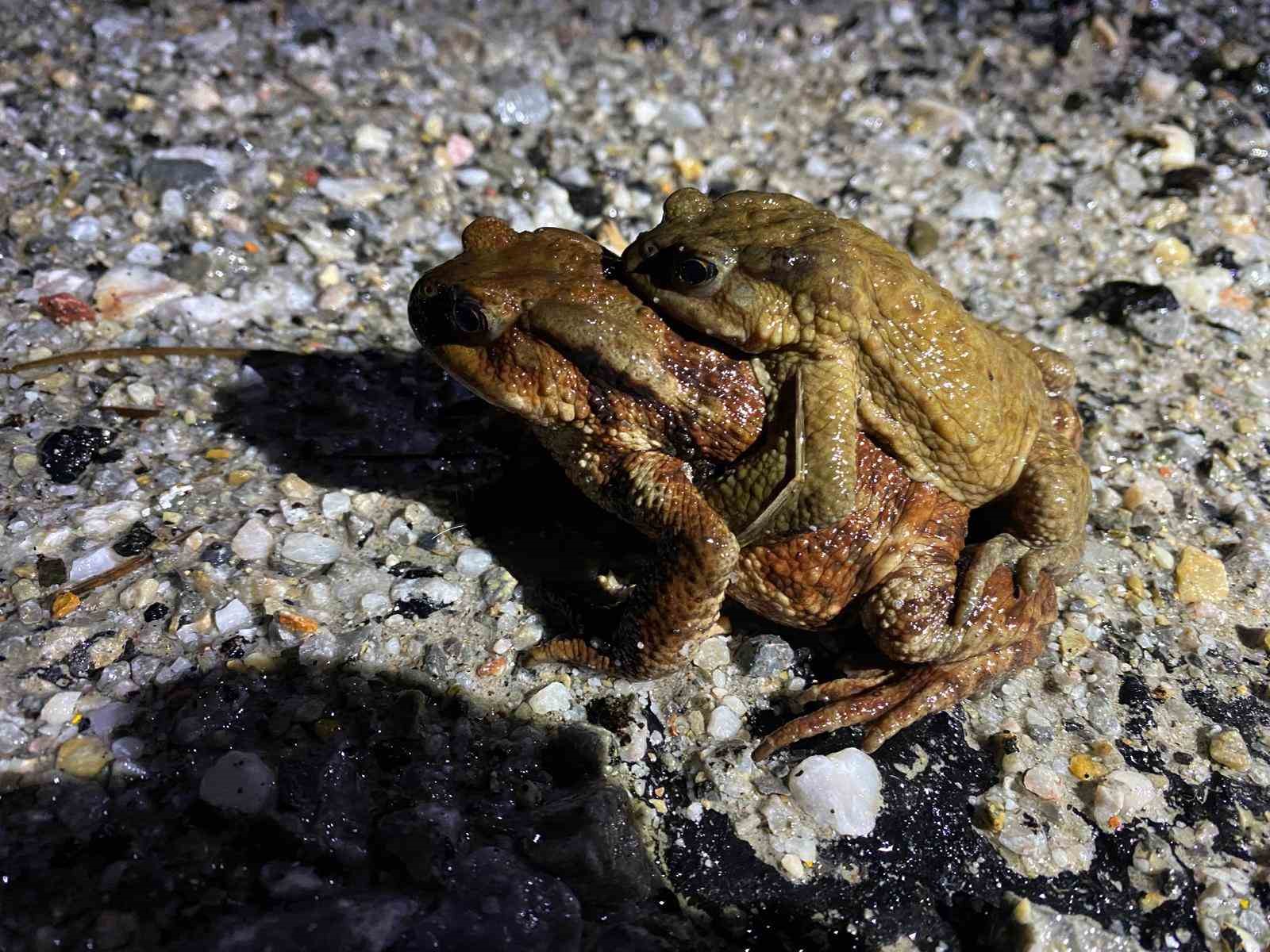 kutahyada 5 bin yillik goc yeniden basladi 0 fOPLkhcG
