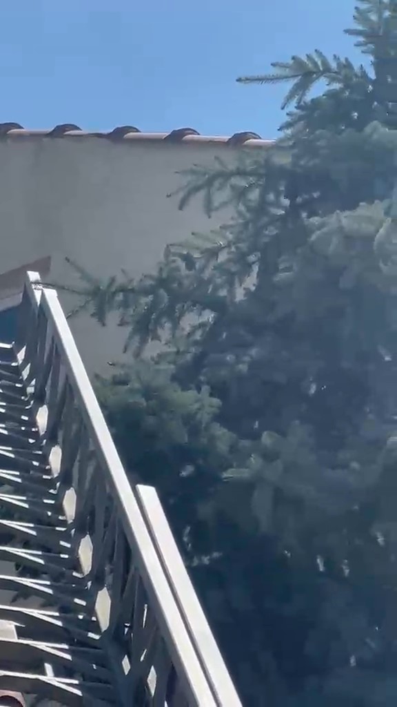 kutahyada agaca takilan serce itfaiye ekiplerince kurtarildi 2 iKpkPyL6