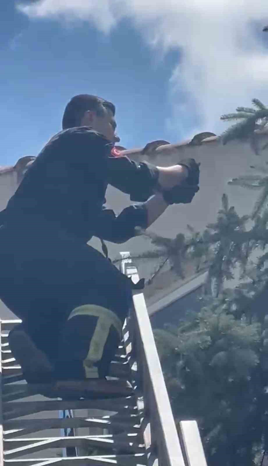 kutahyada agaca takilan serce itfaiye ekiplerince kurtarildi 5 zqYFWVvt