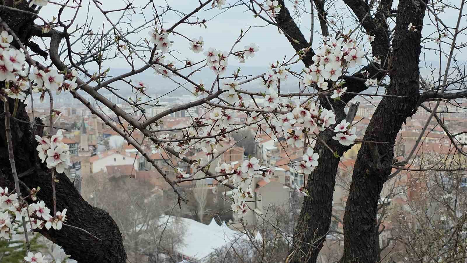 kutahyada badem agaclari cicek acti 5 RSAGRGDV