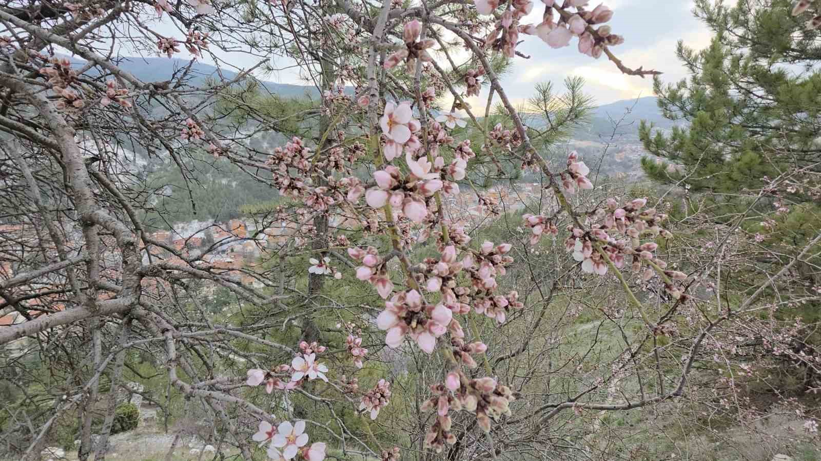 kutahyada badem agaclari cicek acti 6 XaJTgkfi