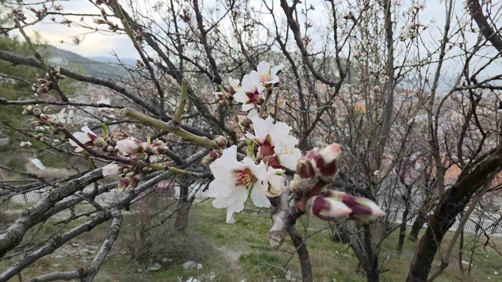 kutahyada badem agaclari cicek acti 7 3yW93ZVV