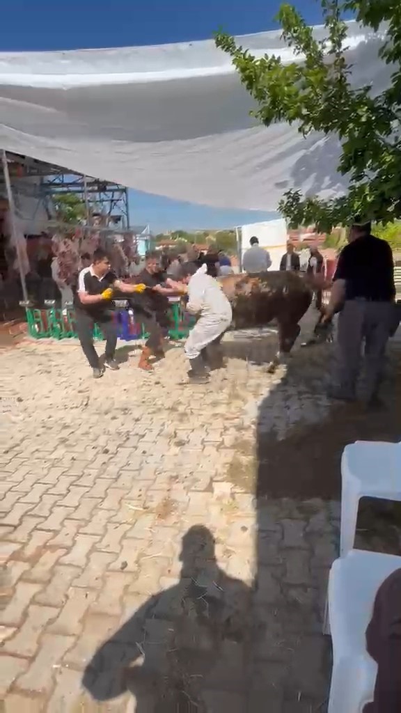 kutahyada kacmaya calisan kurbanlik kesim gorevlisini savurdu 1 MtdbRpD7