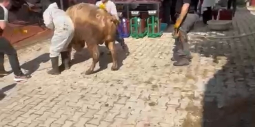 kutahyada-kacmaya-calisan-kurbanlik-kesim-gorevlisini-savurdu-G4QHFFUm.jpg