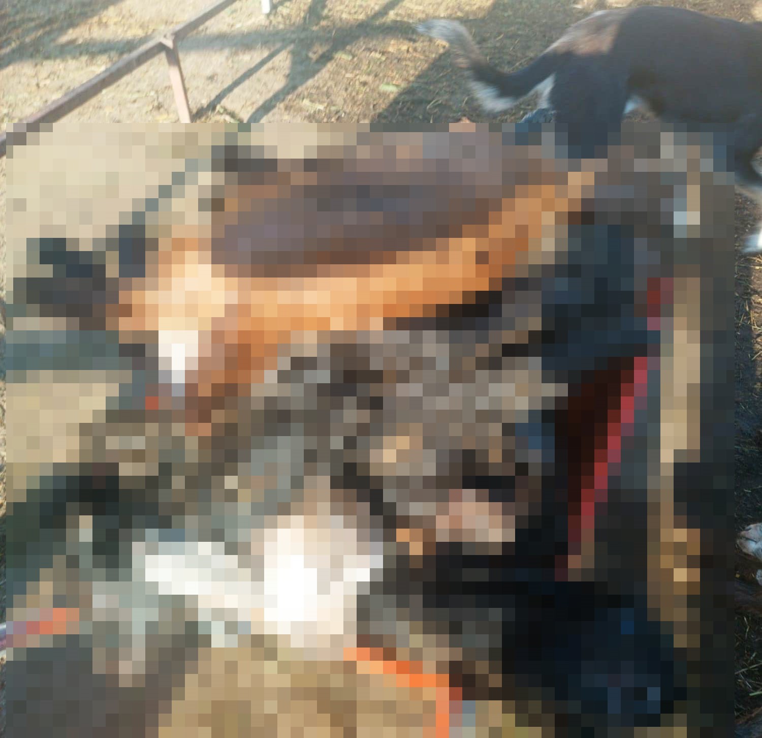 kutahyada kurtlar girdikleri agilda 25 kucukbas hayvani telef etti 2 tc1rFvwb