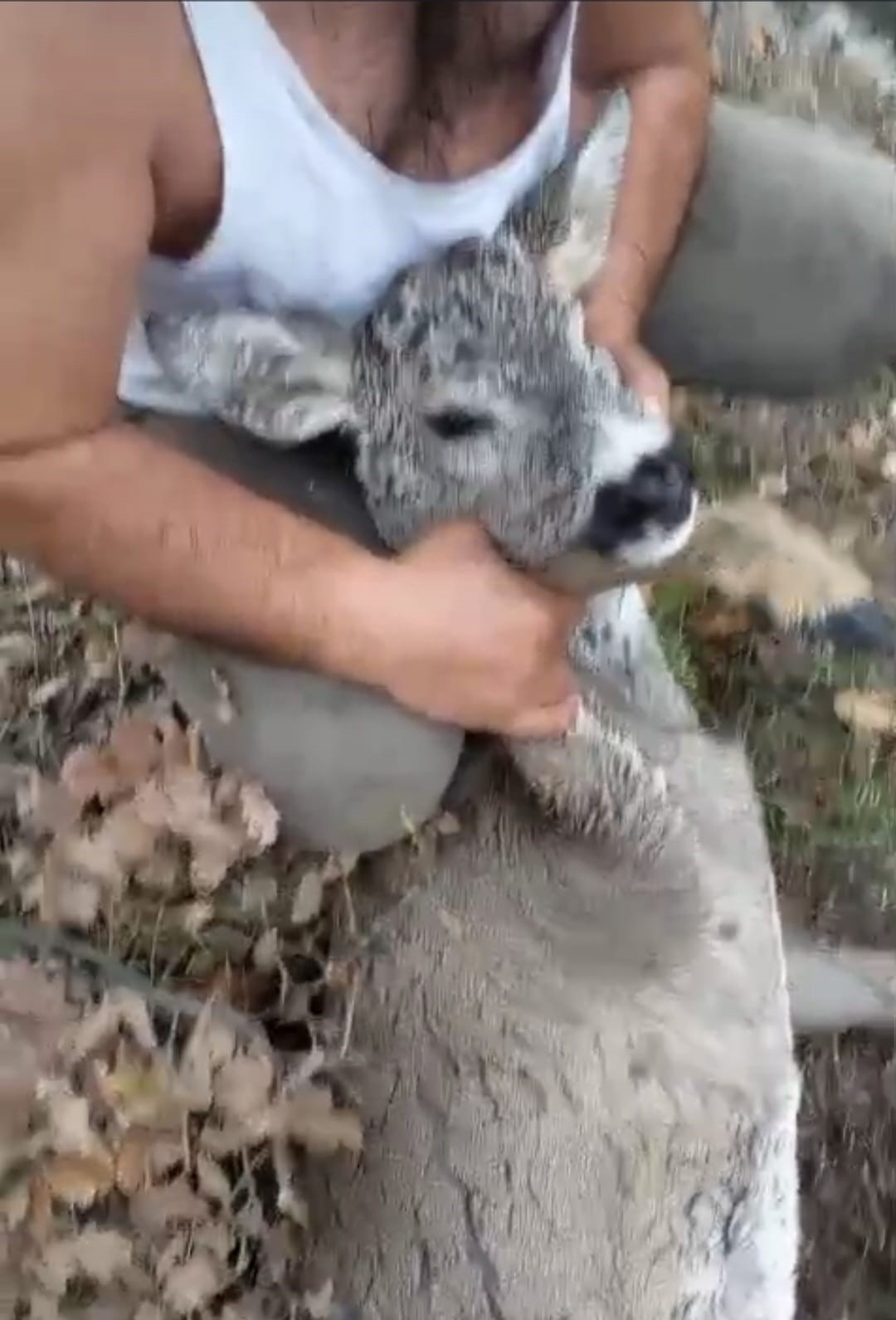 kutahyada su kanalina dusen karaca kurtarildi 3