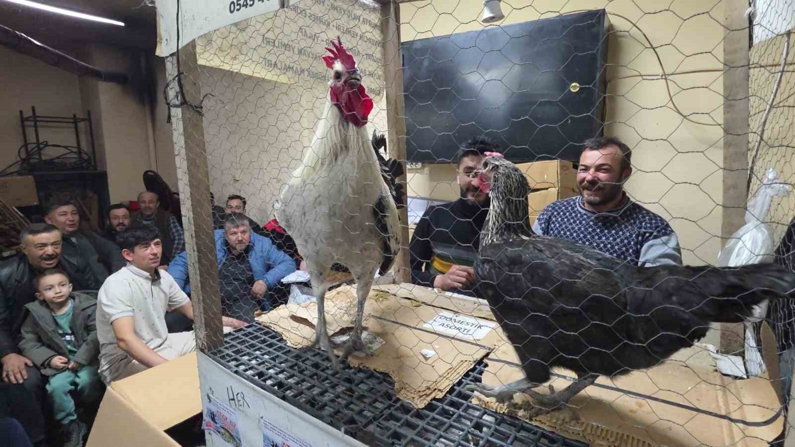 Kütahya’daki süs tavukları açık artırmayla satıldı 6 kutahyadaki sus tavuklari acik artirmayla satildi 2 J3yH1KRQ