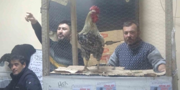 kutahyadaki-sus-tavuklari-acik-artirmayla-satildi-nyM1KHHc.jpg