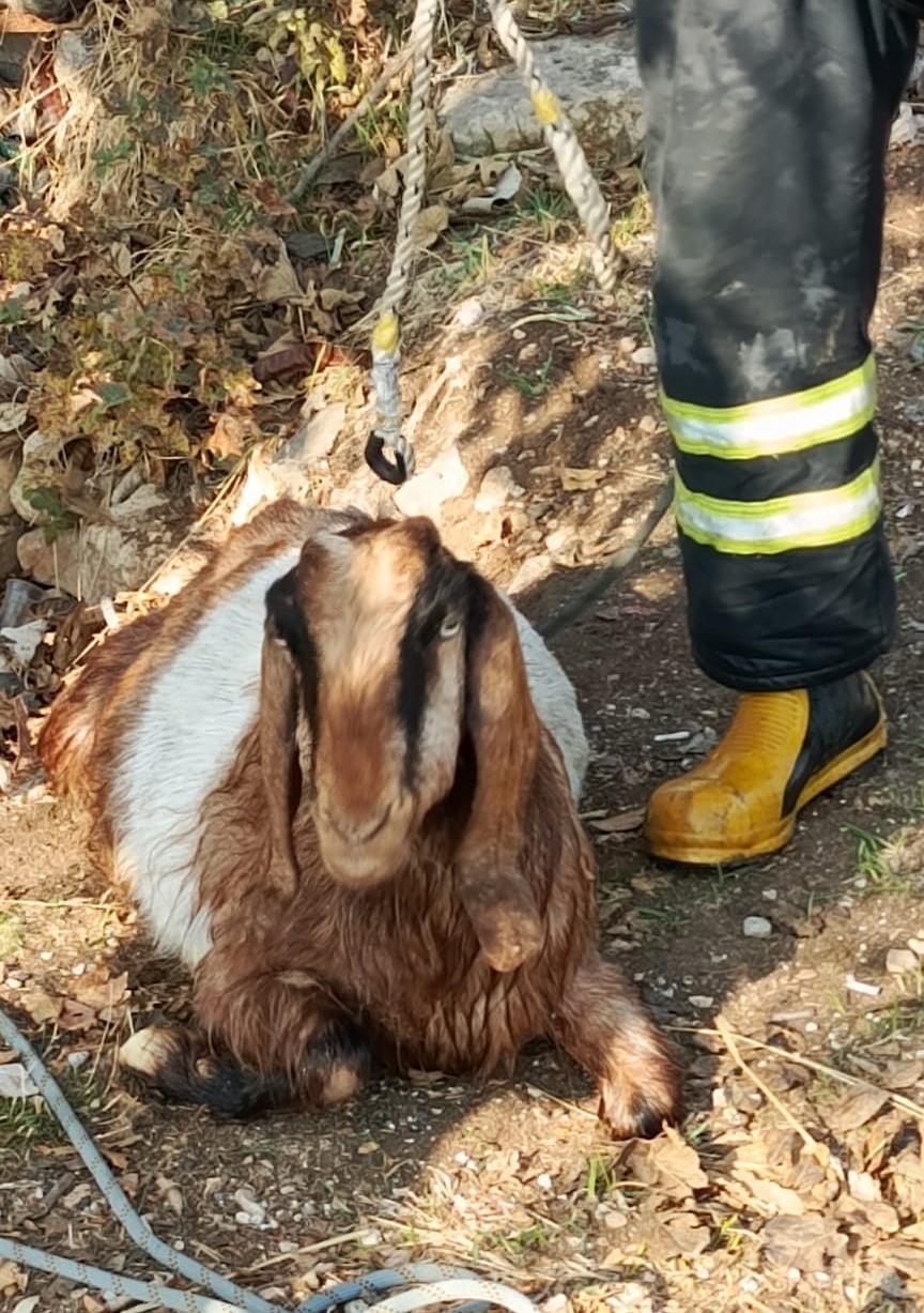 Kuyuya düşen keçiyi itfaiye kurtardı 7 kuyuya dusen keciyi itfaiye kurtardi 3 1pqZLQhz