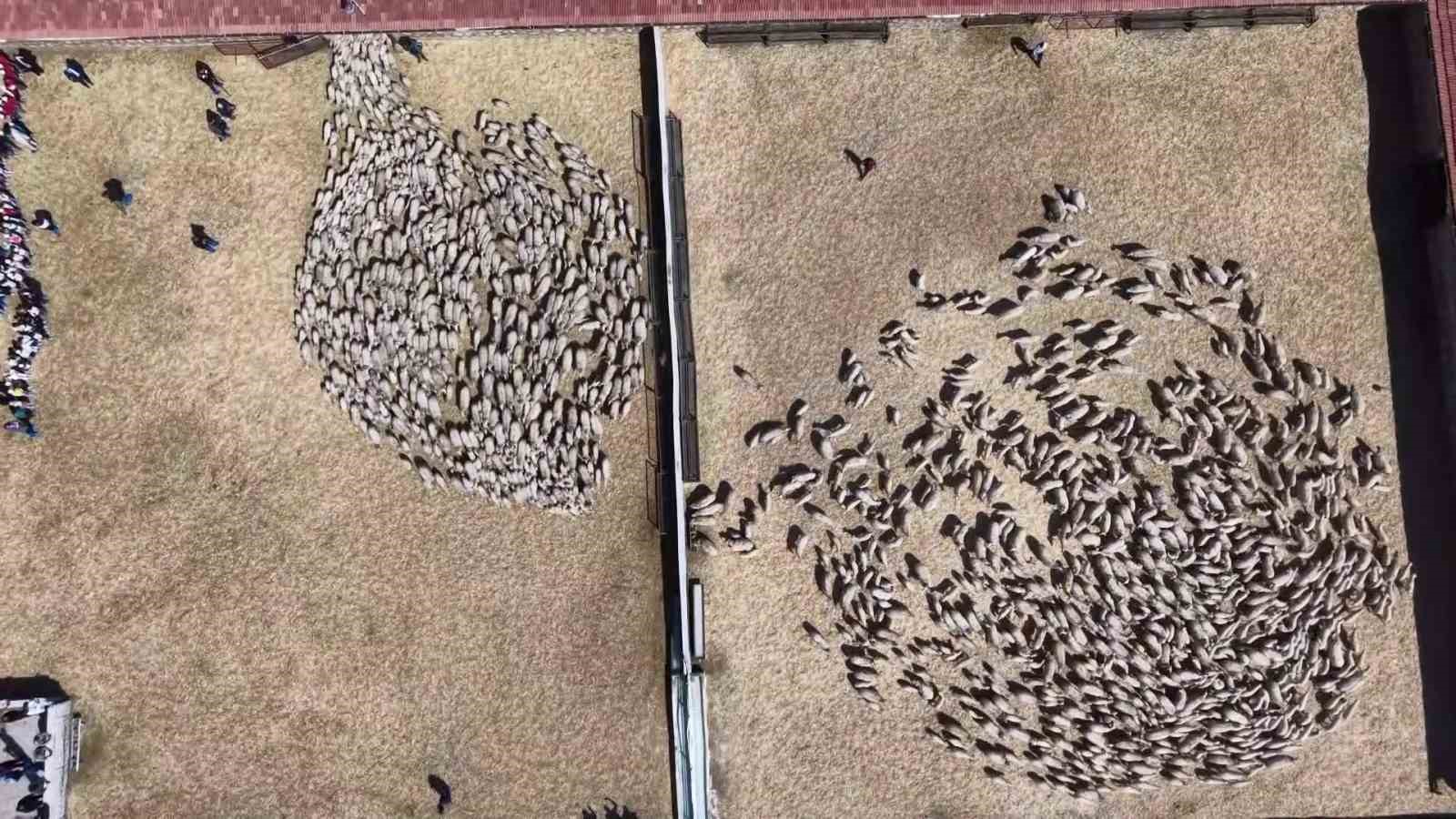 Kuzular anneleriyle buluştu, sevgi yumağı dron kamerasında 4 kuzular anneleriyle bulustu sevgi yumagi dron kamerasinda 0 2Zty9ZGZ