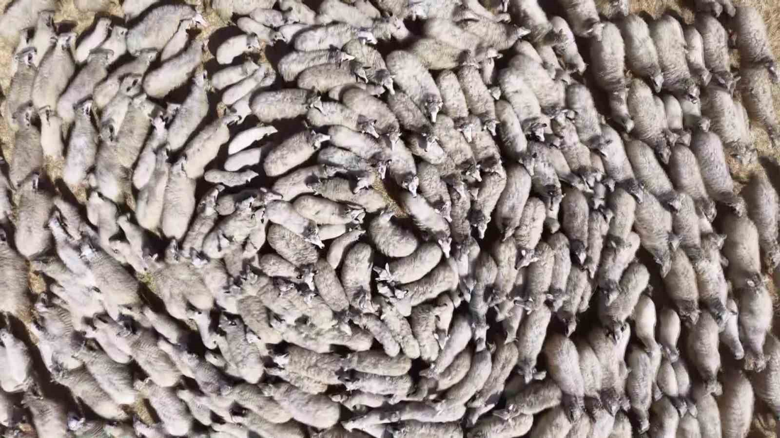 Kuzular anneleriyle buluştu, sevgi yumağı dron kamerasında 7 kuzular anneleriyle bulustu sevgi yumagi dron kamerasinda 3 LPnw51mC