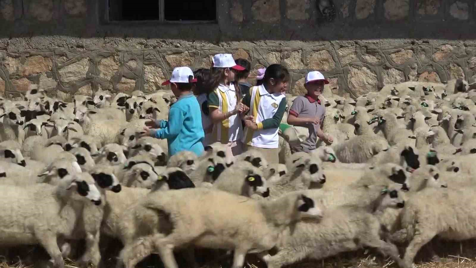 Kuzular anneleriyle buluştu, sevgi yumağı dron kamerasında 8 kuzular anneleriyle bulustu sevgi yumagi dron kamerasinda 4 hiShhzCh